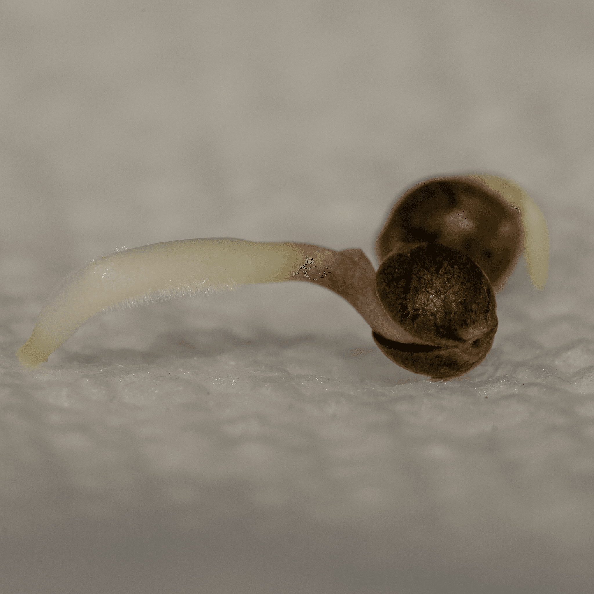 Taproot